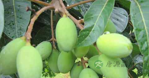 清喉润肺的茶有哪些