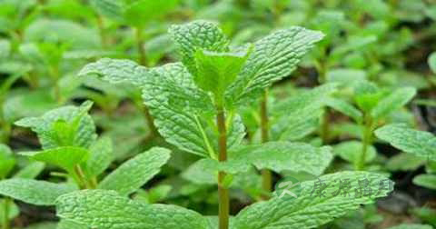 清喉润肺的水果有哪些