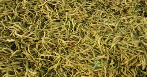 对肺好的草药
