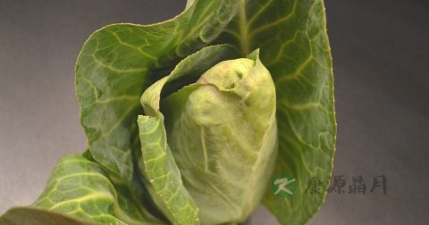 怎样治疗肝病