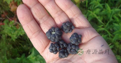 肝掌症状