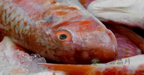 温经暖肝散寒的食物