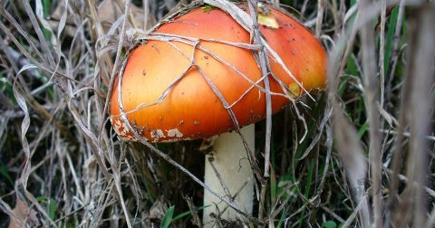 乙肝大三阳饮食注意事项