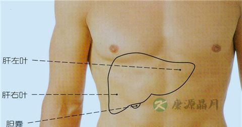 肝在什么位置