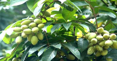 什么中药泡茶喝去肝火