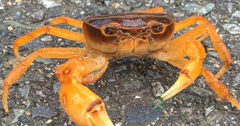 甲肝后期传染吗