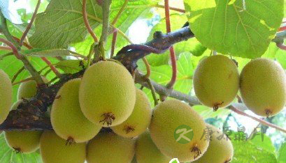 养生之道：十大食物适合春季排毒