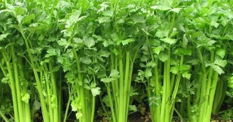胆息肉治疗方法