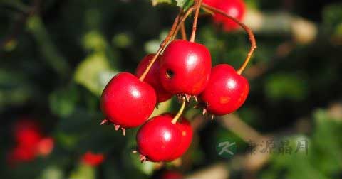 山楂可以降脂降压消食积吗