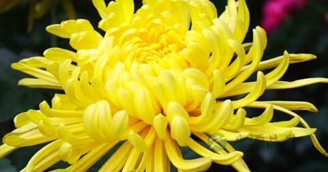 决明子可以和菊花一起泡吗