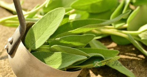 普洱茶好还是红茶好