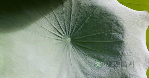 荷叶粉和荷叶灰哪个好