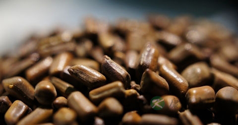 决明子可以泡茶喝吗