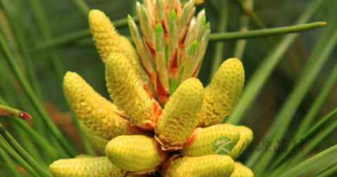 松花粉减肥吗