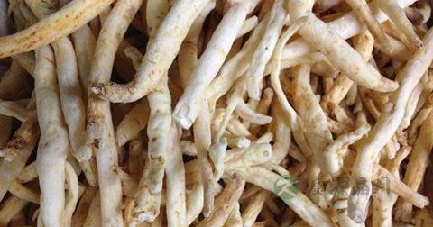 沙参可以泡茶吗