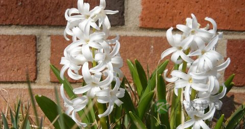 茉莉花茶属于红茶吗