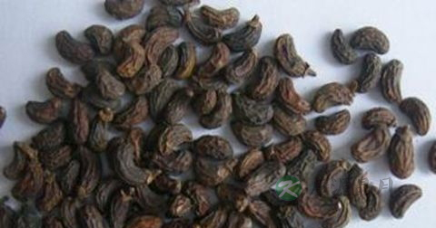 何首乌泡水喝的功效