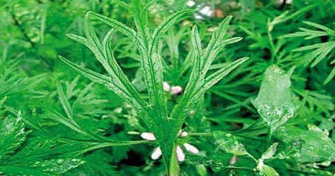 益母草治什么病