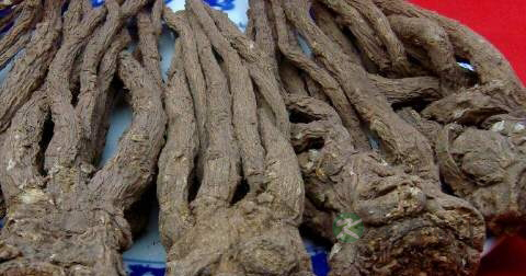 服用当归的禁忌