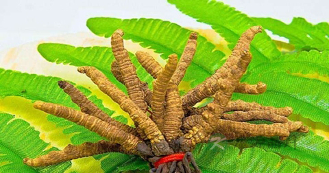 冬虫夏草食用量