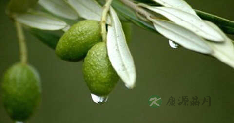 孕妇吃橄榄油的好处