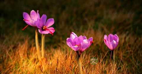 藏红花可以泡水吗