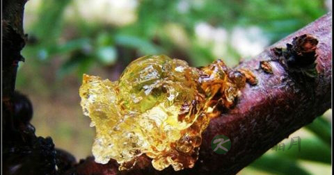 桃胶颜色深还是浅好
