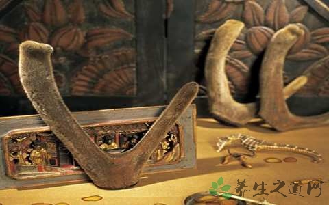 干鹿茸怎么吃