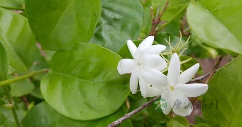 怎么泡茉莉花茶