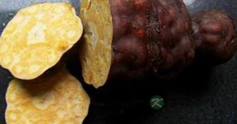 何首乌泡水的食用方法
