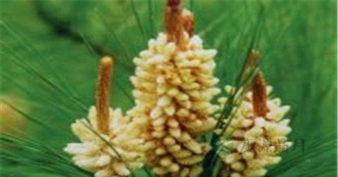 松花粉儿童能吃吗