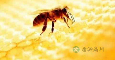 新鲜蜂胶怎么吃