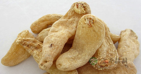 天麻可以直接吃吗
