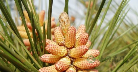月经期可以吃松花粉吗