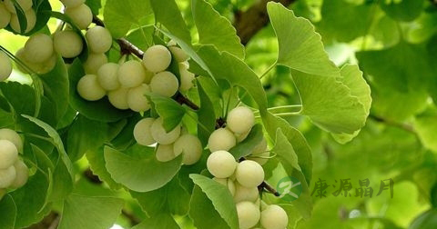吃白果中毒怎么办