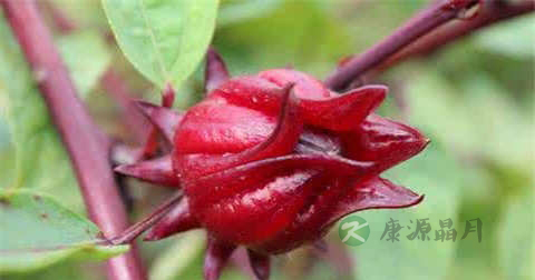 洛神花的功效与作用及食用方法