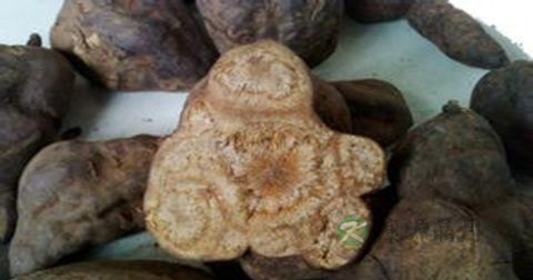 野生何首乌怎么吃