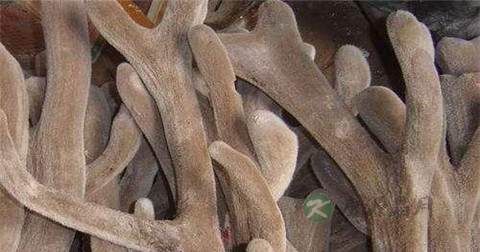 鹿角与鹿茸的区别