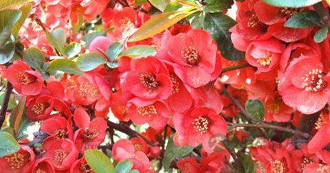 红花和藏红花的区别