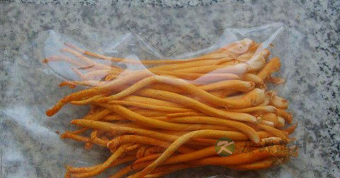 新鲜冬虫夏草的吃法