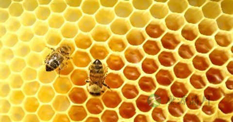 蜂胶的保存方法