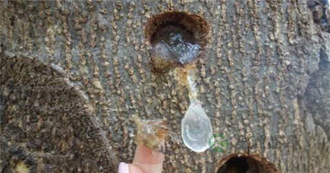 雪燕和桃胶能否同食