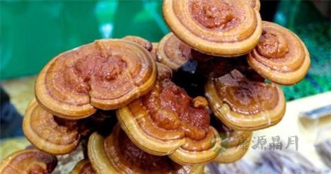 食道癌可以吃灵芝吗