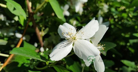 怎么泡茉莉花茶