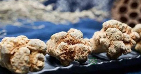 肿瘤病人能吃三七吗