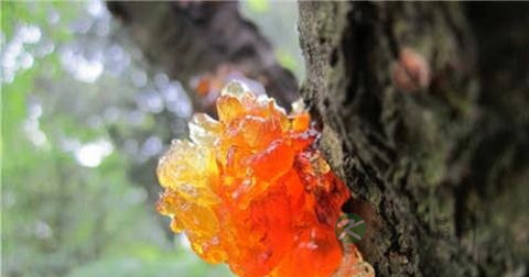 桃胶的功效与作用