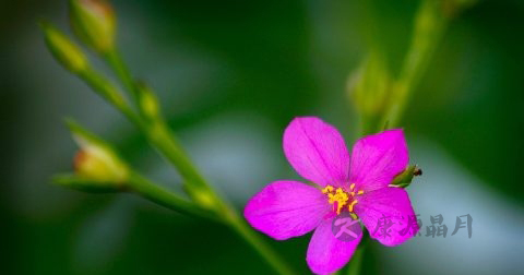 茉莉花茶属于红茶吗