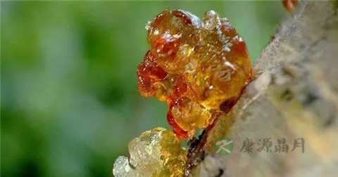 桃胶怎么选