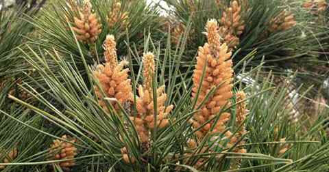 松花粉可以治胃病吗