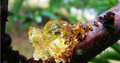 桃胶可以用热水泡吗